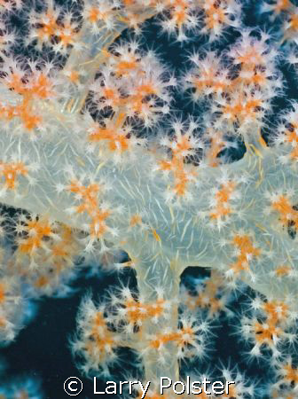 Soft coral capital of the world, a  most amazing variety by Larry Polster 