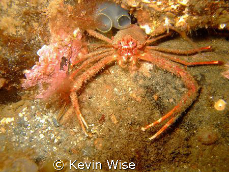 squate lobster taken at minard loch fyne with my fuji f30 by Kevin Wise 