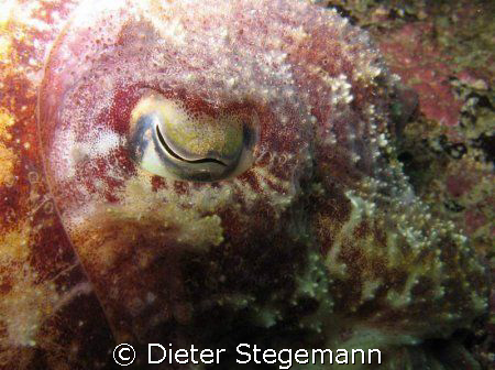 This common cuttlefish was hovering motionless in the wat... by Dieter Stegemann 