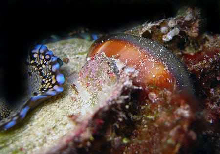 Cowrie entwined with live clam by Martin Dalsaso 