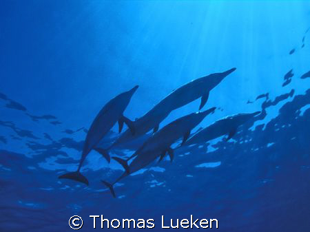 resting delphins, F100 by Thomas Lueken 