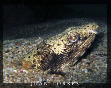 Spotted snake eel.  Almost got too close to this fella... by Juan Torres 