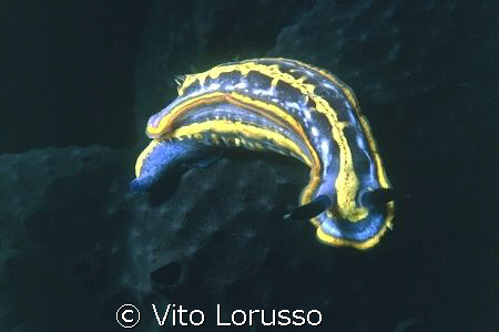 Nudibranchs - Hypselodoris fontandraui by Vito Lorusso 