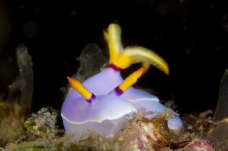 Hypselodoris bullockii, Nudibranch Taken at Tufi Dive Res... by Terry Moore 