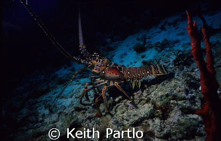 Spiny Caribbean Lobster by Keith Partlo 