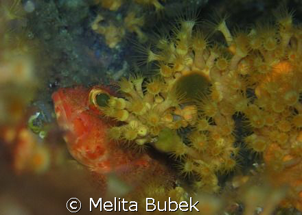 red scorpaena porcus// 1/125s, f/4,5, Oly C5060WZ, macro ... by Melita Bubek 