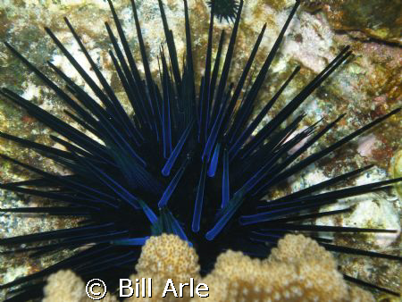 Urchin, Big Island, Hawaii..Olympus SP350 by Bill Arle 