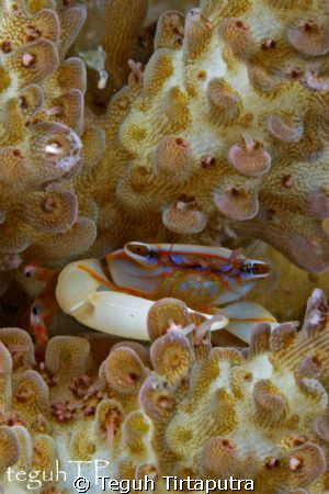 Trapeziidae family coral crab.  Captured using 400D, a si... by Teguh Tirtaputra 