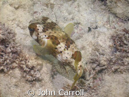 Puffer shot while snorkeling early morning. by John Carroll 
