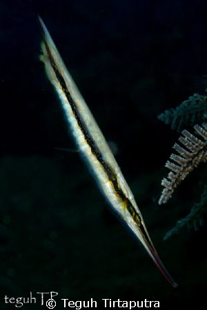 Razorfish (Aeliscus strigatus), captured at about 10 mete... by Teguh Tirtaputra 
