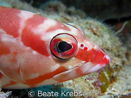 Blacktip grouper , Canon S70 with Macro Lens by Beate Krebs 