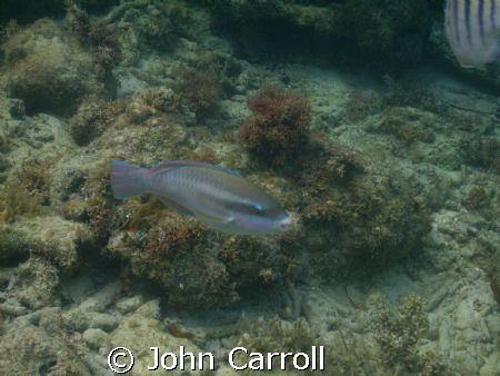 Parrot fish while snorkeling. SHot with Sealife DC 600 si... by John Carroll 