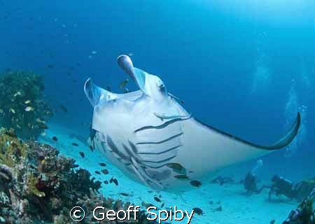 manta at cleaning station, Raja Ampat by Geoff Spiby 
