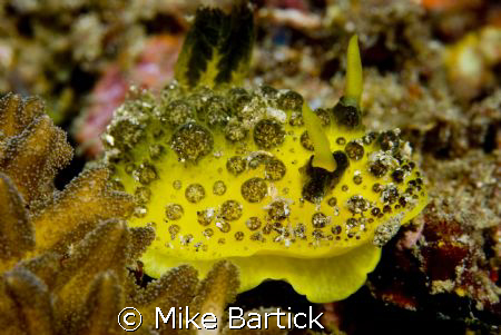 This is an undescribed Nud. The name for now is Doris sp4... by Mike Bartick 