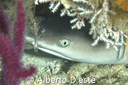 Small shark sleeping in the cave by Alberto D'este 