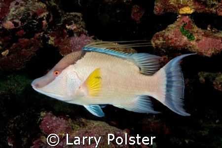 One of many Hogfish diving Roatan, Nikon D300 by Larry Polster 