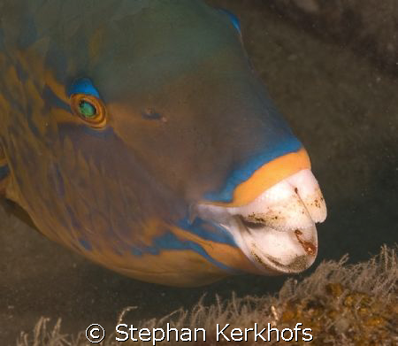 Parrotfish taken in Na'ama Bay, sharm el sheik by Stephan Kerkhofs 