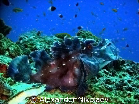 Scorpiofish, Indian Ocean, Zanzibar by Alexander Nikolaev 