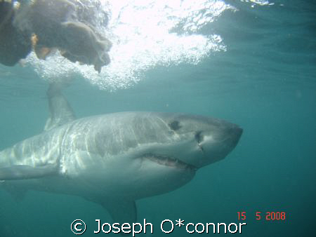 no strobe,no filters.taken during cage dive by Joseph O*connor 