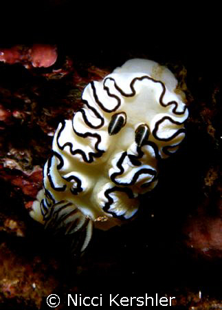 Friily Nudi 
This nudi was taken at Fairy Bower Manly NS... by Nicci Kershler 