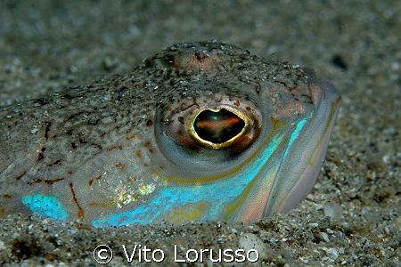 Fishs - Trachinus araneus by Vito Lorusso 