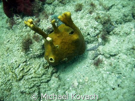 Alien looking tube sponge on the inside reef at Lauderdal... by Michael Kovach 