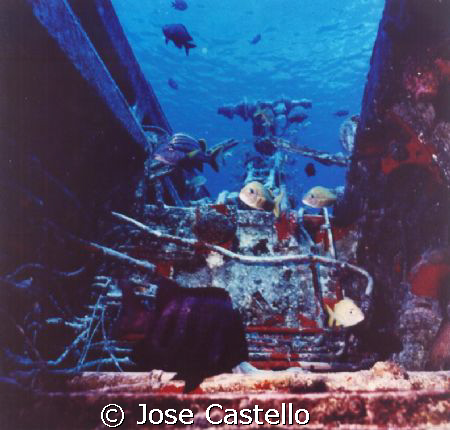 the wreck of this old plane have been colonizing by the s... by Jose Castello 