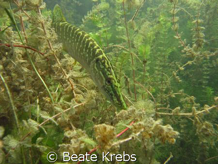 Pike fish in local lake, no strobe , canon S70  by Beate Krebs 