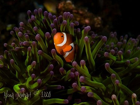 a lucky aNEMOne fish in its beautifully coloured anemone.... by Mona Dienhart 