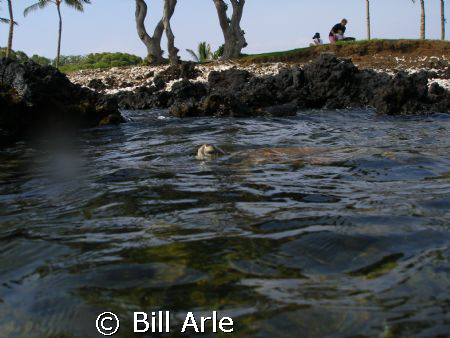 Turtle..Big Island, HI  Olympus SP350 by Bill Arle 