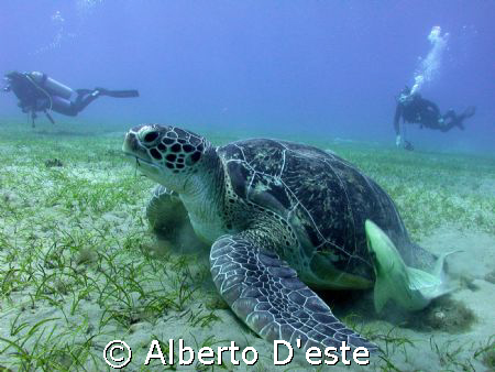 Turtle in Marsa Alam by Alberto D'este 