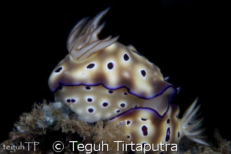 Nudi branch mating, captured with Canon 400D, Sea and sea... by Teguh Tirtaputra 