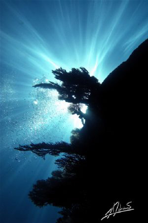 sunburst over coral in Richelieu Rock (Surin Islands) , T... by Adriano Trapani 