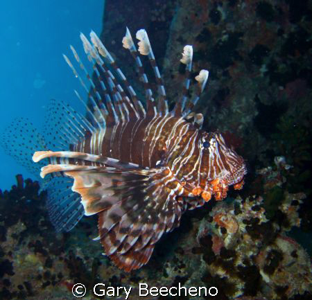 Swimming Lion Fish in the Red Sea by Gary Beecheno 