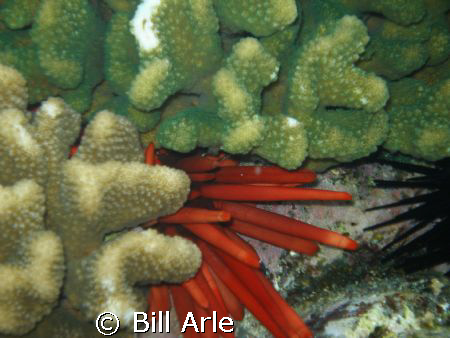 Corals and Urchins, Big Island, Hawaii Olympus SP350 by Bill Arle 