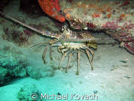 Lobster on the inside reef at Lauderdale by the Sea by Michael Kovach 