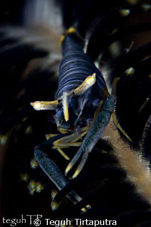 Periclimenes amboinensis) Found on feather stars, eg oxyc... by Teguh Tirtaputra 