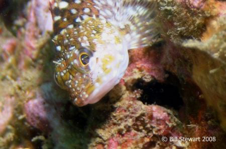 "Juvenile Spiny Rockfish"   Gives me the "eye" while tryi... by Bill Stewart 