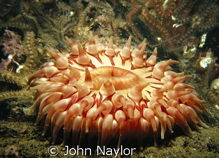 dahlia anemone. by John Naylor 