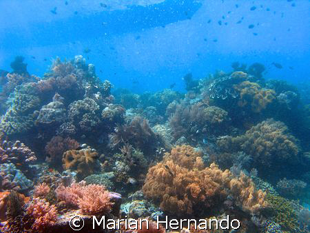 Bunaken, Marine National Park, Manado,North Sulawesi Indo... by Marian Hernando 