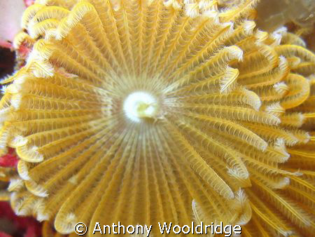 A close up of a feather duster worm taken at Moonie 3 in ... by Anthony Wooldridge 