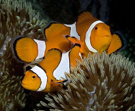False Clown Anemonefish (Amphiprion ocellaris) in Anilao. by Jim Chambers 