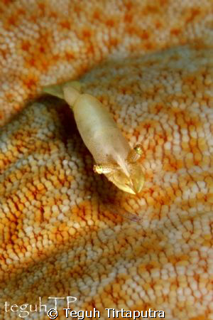 This commensal shrimp captured at manado, Indonesia. Abou... by Teguh Tirtaputra 
