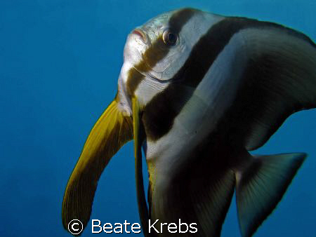 Batfish, Canon S70  by Beate Krebs 