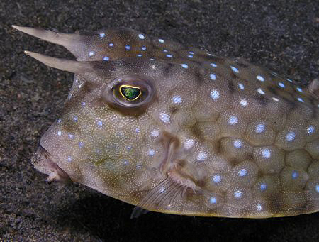 Cowfish, Lembeh by Doug Anderson 