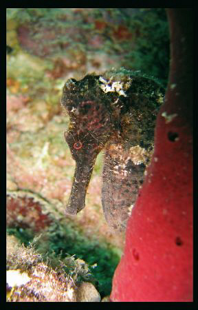 Spent about 20 minutes waiting for this Seahorse to show ... by Juan Torres 