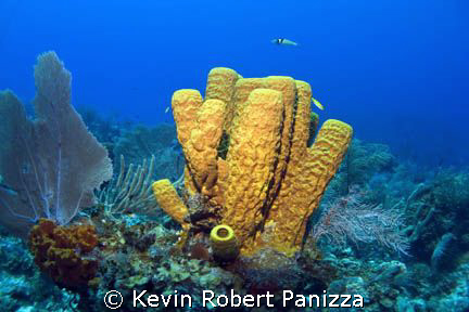 Yellow Tube Sponge in Cayman Brac.
Canon G-9 w/ Ikelite ... by Kevin Robert Panizza 