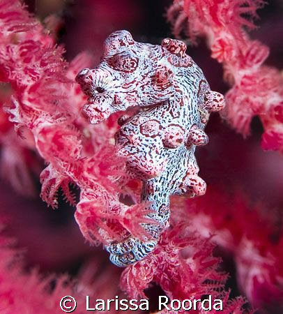 Hippocampus bargibanti.  Pygmy Seahorse by Larissa Roorda 