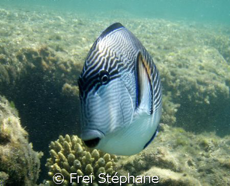 " WHO ARE YOU GUY? "
Chirurgien zébré (Acanthurus sohal)... by Frei Stéphane 
