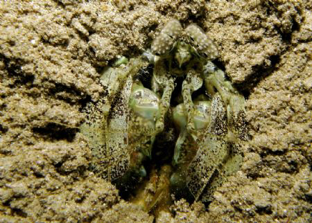 Crustacea by Ria Qorina Lubis 